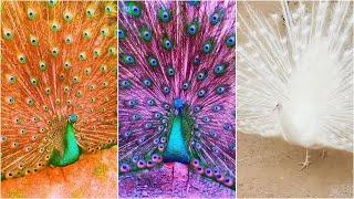 10 Pavos Reales Con Los Colores Más Hermosos del Mundo