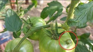 Scapa de plosnita verde a tomatelor cu acest insecticid BIO