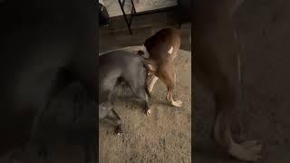 Warning ️ graphic content my dogs stuck together for second day‍️drako & Lucy ️️