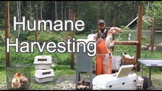 Backyard Harvest Setup |  Humane Chicken Harvesting Guide