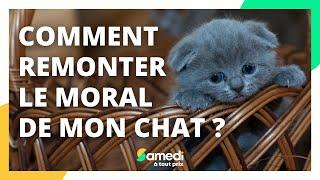 Comment remonter le moral de mon chat ? - Samedi à tout prix