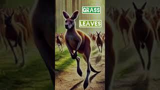 Kangaroo Life  - #kangaroo #facts #animals #education #baby #knowledge #pets #fun #learning