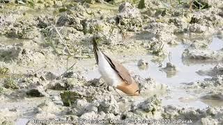 Oriental Pratincole @ Chiu Sein Chiong 7108