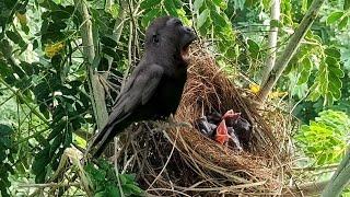 Crow Tricked By Cuckoo Bird