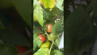 #tomatoes#vegetables#vegetablelovers#farming#homegarden#gardening