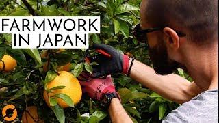 Arbeiten auf einer JAPANISCHEN Farm -- Farmwork and Travel in Japan (Reportage)