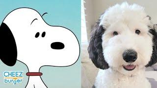 Meet The Real Life Snoopy