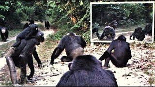 The only baby in the chimp’s group discovers a playmate in a large mirror set up in the Gabon jungle