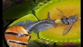 SNAIL & FLY CRUSHED BY VENUS FLYTRAP!