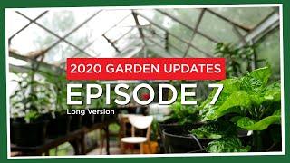 Final pots, potting mixes, chilli cross update and more! (2020.E07 Garden Updates) *long ver.*