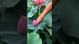 Beautiful Lotus Flowers #satisfying #short