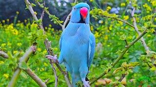 Blue Ringneck Parrot Sounds