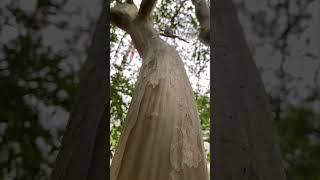 Watch this CUTE Tree Frog Jump On a Tree in Slow-motion! #cute #frog #treefrog #slowmotion #cutefrog