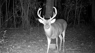 Backyard Bucks