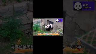 祝姜爷爷生日快乐# #国宝 #panda #熊猫