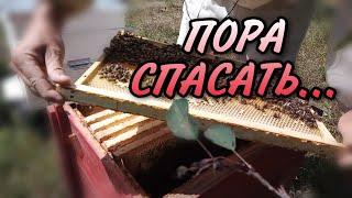 На что способен рой пчел ...!?