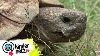 Das große Graben der Schildkröten | OLI's Wilde Welt | SWR Kindernetz