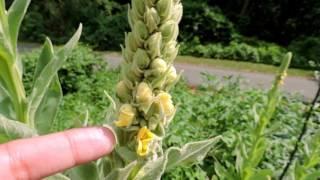 Capital Naturalist: Common Mullein