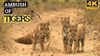 AN AMBUSH OF TIGERS | RANTHAMBORE | TIGER VIDEO