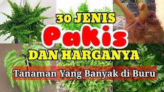 30 JENIS PAKIS DAN HARGANYA // TANAMAN YANG BANYAK DIBURU