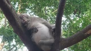 awesome monkey pregnancy monkey in wood sleeping ,