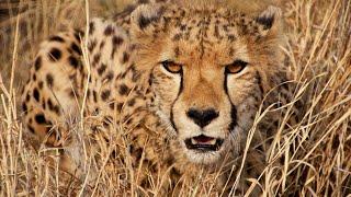 nature documentary- Cheetah Scent Secrets Unveiling the Invisible World Through Nose - cheetah smell