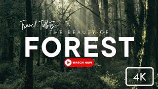 Exploring Forest - The Enchanting Wilderness: Journey Through the Forest 4K - Travel Tidbits