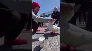 This duck runs the US 42 km marathon every year. She finishes it and is rewarded every year.