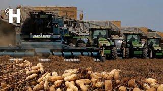 Modern Peanut Harvesting Machines -  How Peanut Butter is Made In Factory - Peanut Processing