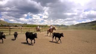 Team penning at Goosewing Ranch