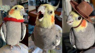 Cockatiel TikTok Compilation