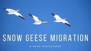 The Great Snow Geese Migration 