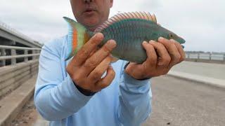 Miami Beach Fishing. Is it Worth It?