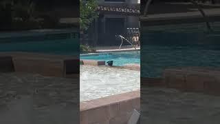 Crow going for a swim in our Swimming pool