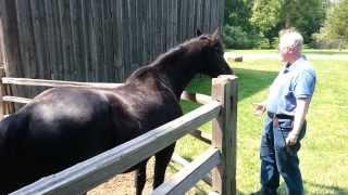 HORSE AT  MISSOURI TOWN 1855