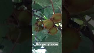 Так растут киви. #киви#растуткиви#кививгрузии#природагрузии#фруктыбатуми#деревьябатуми#летобатуми