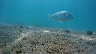 HOOK CAM - Sea bream eats bait (CRAB)