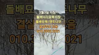 돌배묘목나무분양 예약합니다 #인제나무시장#앵두묘목#단풍나무