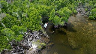 Spearfishing The Mangroves | Hidden Freshwater Spring