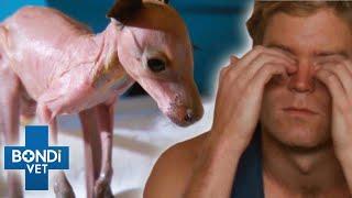 Heartbreaking Ending For Orphan Baby Kangaroo Leaves Vet In Tears  | Bondi Vet Clips | Bondi Vet