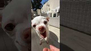 Niki missed to the Kuchi Kuchi Koo #angrychihuahua #chiuahua #mreviatar #kuchikuchi #nikiozeri