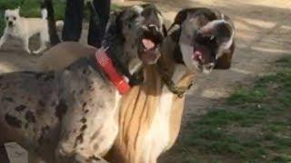 Great Dane Finally Finds a Bigger Dog to Play With