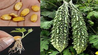 Fastest Way To Grow Bitter Gourd From Seeds || How To Grow Karela At Home