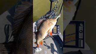 Big Perch #fishing #barsch #barschangeln #ladyangler #baitcastangeln #bigfish #shorts #raubfisch