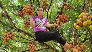 Harvest Litchi Fruit Goes to market sell - Get grass for the fish to eat - Lý Thị Ca