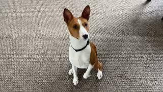 Ragnar gets a BEEF TENDON | PUPFORD BEEF TENDON | BASENJI & PUPFORD