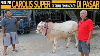 Sapi Carolis Super Ini Pernah Bikin Geger Satu Pasar.. Ternyata Sekarang Seperti Ini..