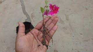 Bougainvillea from cutting: आसान और सफल तरीका #Prakriti's Garden