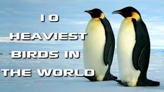 Top 10 Heaviest Birds in the World: World's Biggest Birds! - FreeSchool Creature Countdown