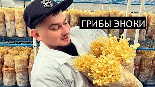 ВЫРАЩИВАНИЕ РЕДКИХ ГРИБОВ - ГРИБЫ ЭНОКИ ТАКЕ - БИЗНЕС НА ГРИБАХ!